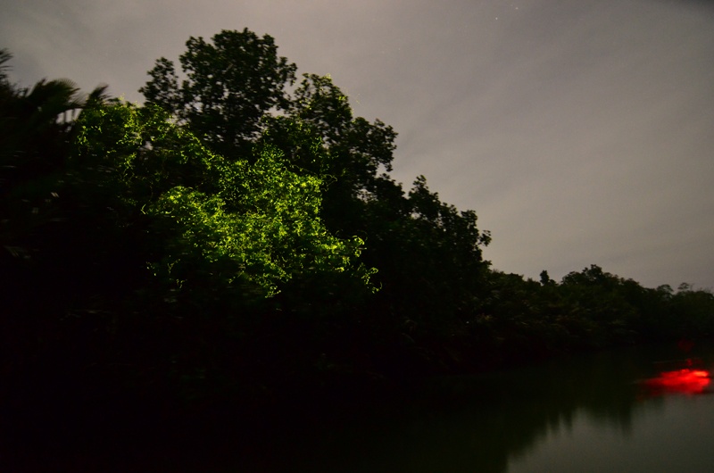 Fireflies flock the mangroves during night time.