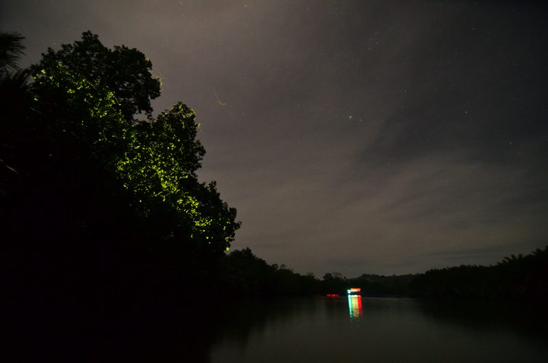 Amazing Firefly Adventure