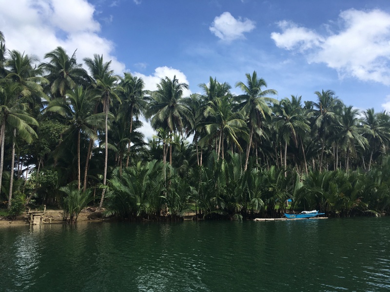 The coconut trees that landscape the river banks of Abatan River.